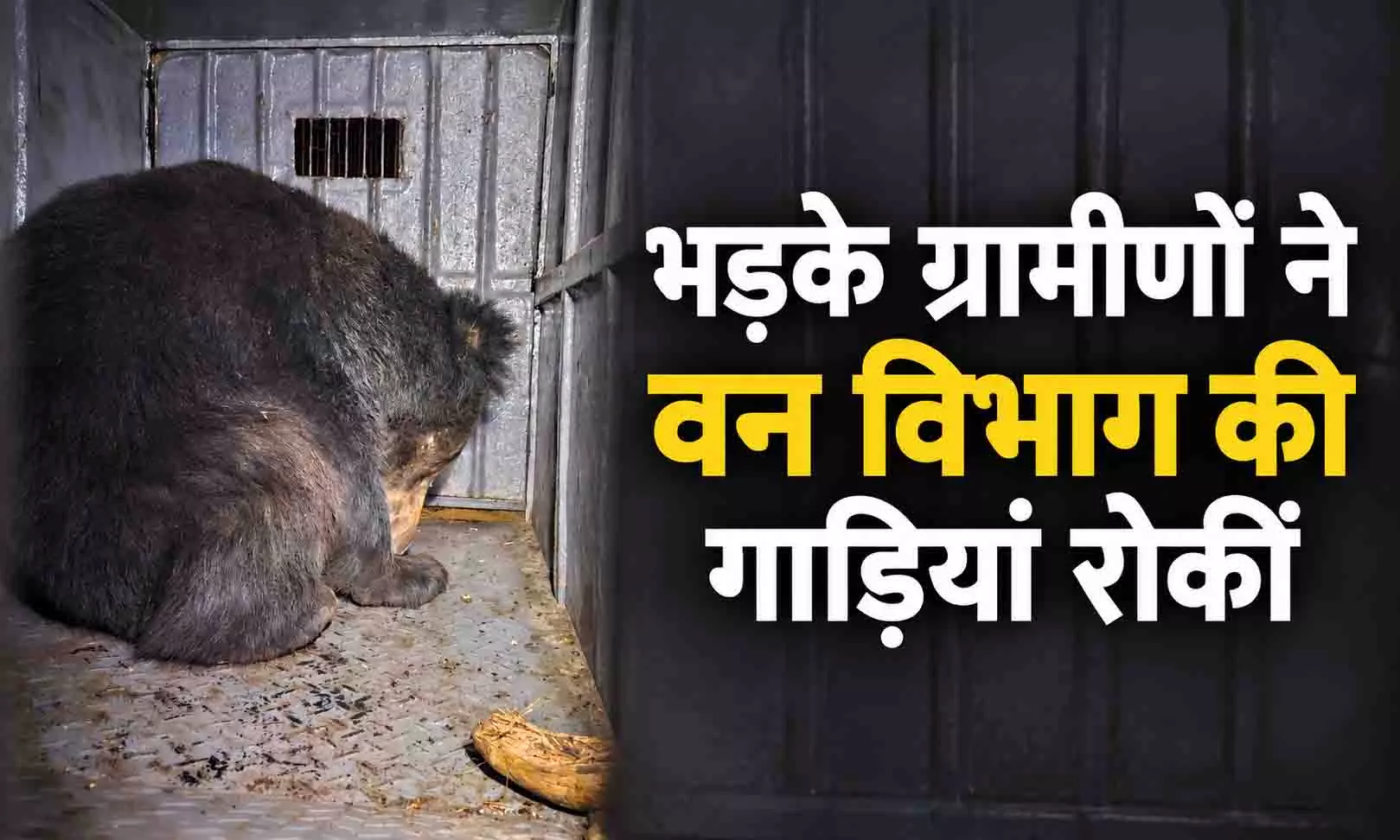 Bear Rescue News: गांव के पास भालू छोड़े जाने पर ग्रामीणों का विरोध, अब पिंजरे से पकड़ेगा वन विभाग